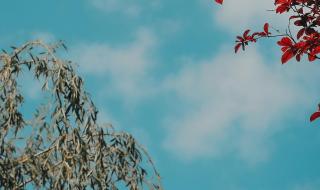 ps2024怎么换证件照背景 图片2024手机壁纸