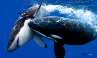 鲸鱼宝宝怎么长大 虎鲸宝宝出生200公斤