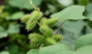 植物妈妈靠什么传播种子 植物妈妈有办法课文