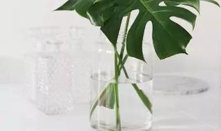 树木是如何吸收二氧化碳,释放氧气的呢 吸收二氧化碳的植物