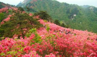 武汉华农樱花什么时候开 武汉樱花什么时候开